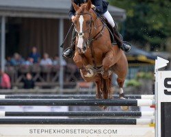 Springpferd Super Star van 't Keikelhof (Belgisches Warmblut, 2018, von Big Star)