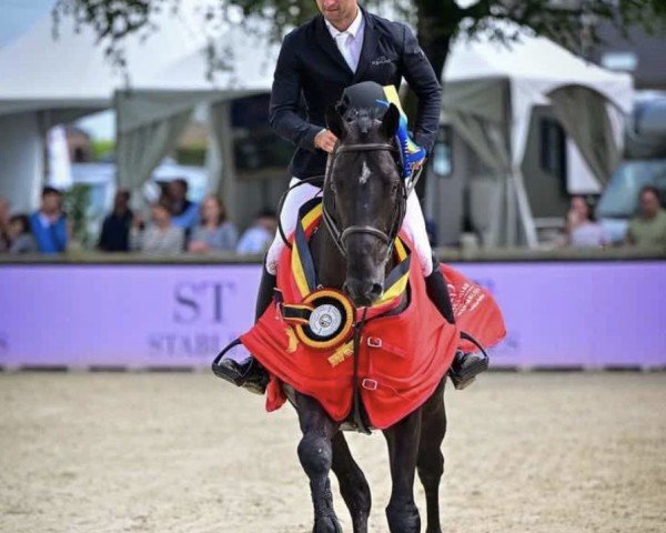 horse Tant Mieux S (Belgian Warmblood, 2019, from Udarco van Overis)