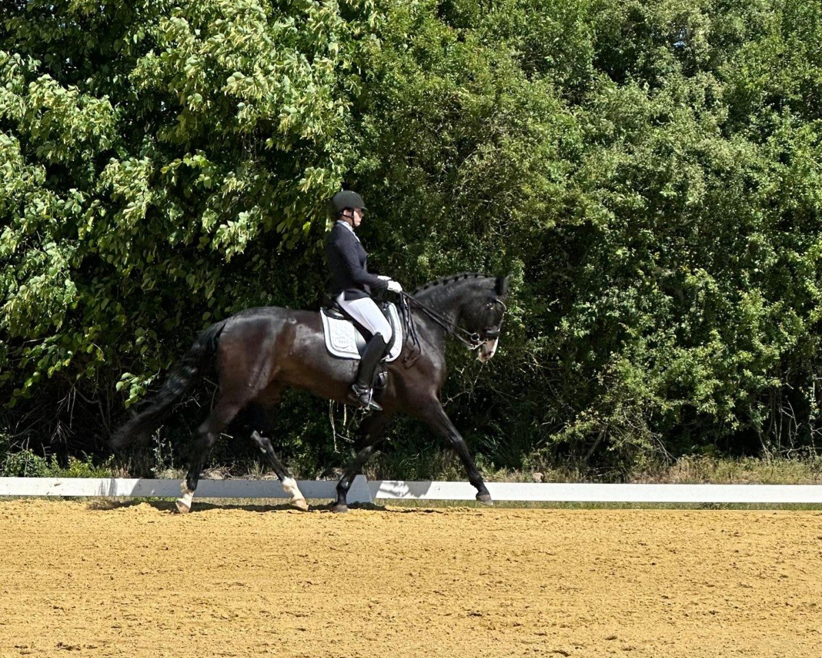 Dressurpferd Ruby D (Westfale, 2014, von Rock Forever NRW)