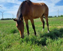 Pferd Stute von Bellany / Zackerey (Oldenburger, 2022, von Bellany)