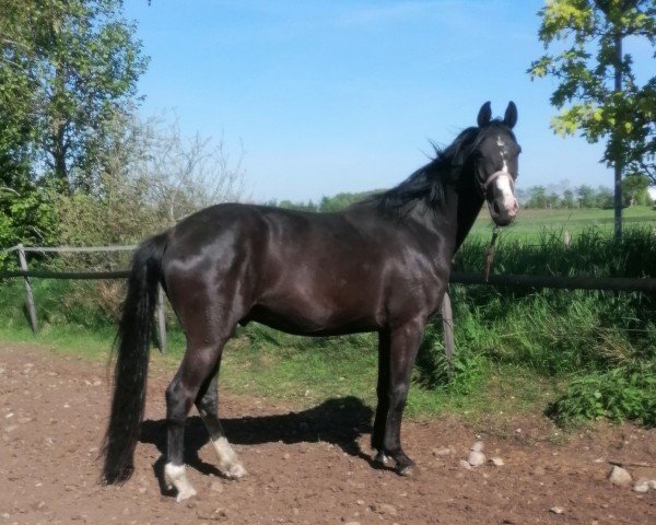 horse De Niro Gold x Download GT (Oldenburg, 2022, from De Niro Gold 3)