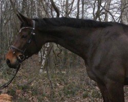 broodmare Cattleya H.E. (Westphalian, 2014, from Chaman)