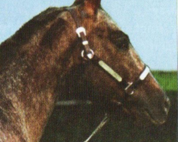 stallion Mr. Spring Bar (Appaloosa, 1988, from King Leo Bar)