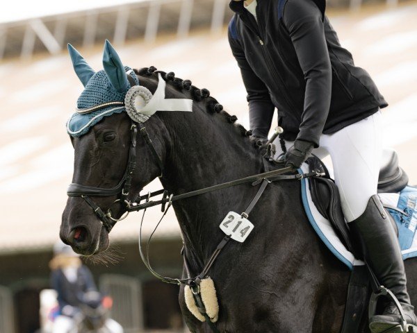 jumper La Luna Utopia (KWPN (Royal Dutch Sporthorse), 2016, from Lord Leatherdale)