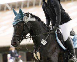 jumper La Luna Utopia (KWPN (Royal Dutch Sporthorse), 2016, from Lord Leatherdale)