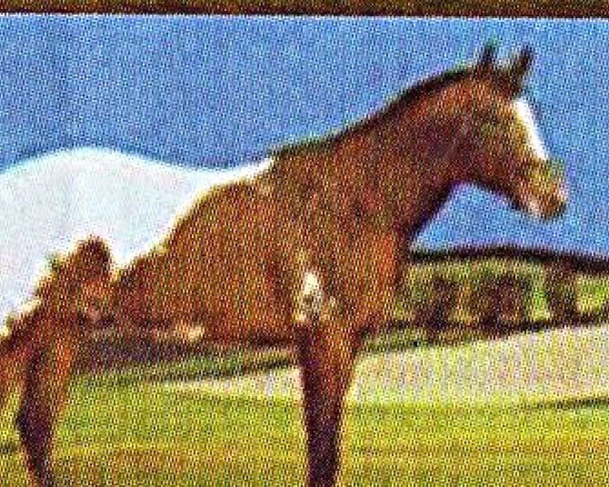 horse Sir Gere Goer (Appaloosa, 1994, from Mr. Spring Bar)