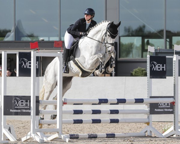 Cavallo da salto Grafenstolz 3 (Cavallo Sportivo Tedesco, 2020, di Grey Top)