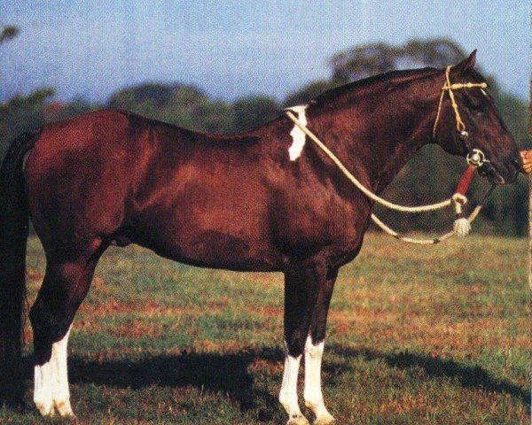 horse Delta Getsya There (Paint Horse, 1987, from Doc OLena)
