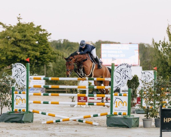 jumper Chicago 221 (Oldenburg show jumper, 2017, from Chacoon Blue)
