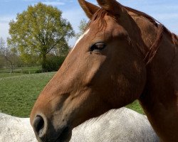 Springpferd Chacco's Leckermaul (Westfale, 2018, von Chacco's Light)