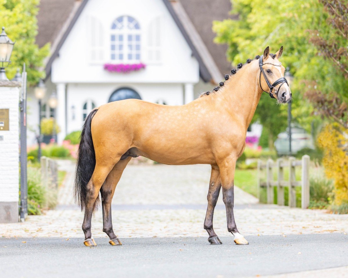 horse Diamonds Expolsion (German Riding Pony, 2021, from Diamonds Showtime)