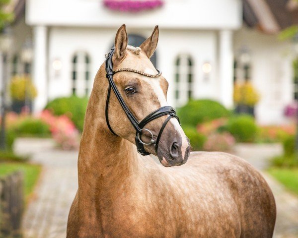 Deckhengst Birkenhain Double Brilliant (Deutsches Reitpony, 2021, von Double Jackpot)