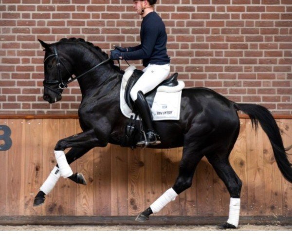 Pferd Promess (KWPN (Niederländisches Warmblut), 2020, von Livius)
