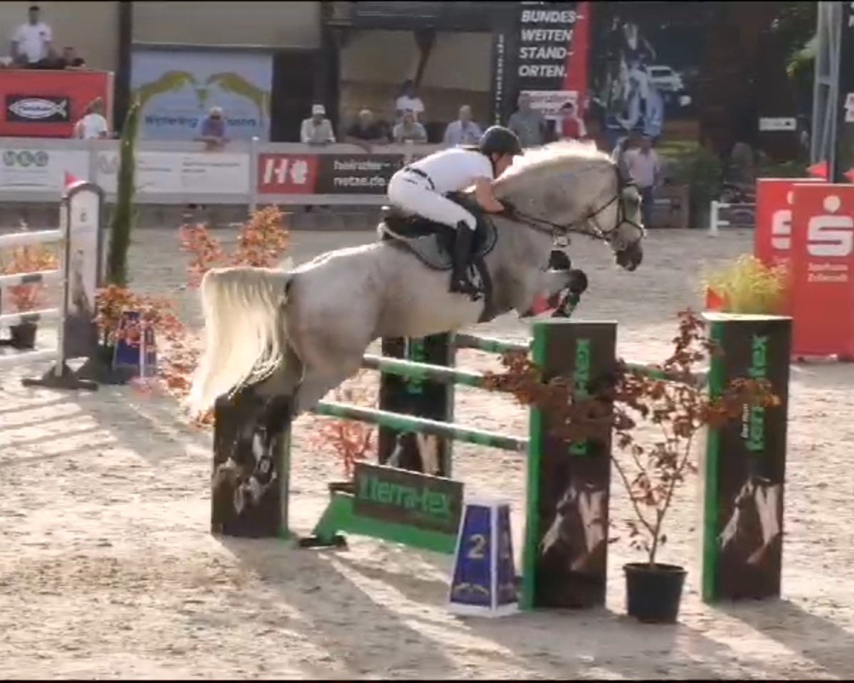 Springpferd Wicked Echo (Irish Sport Horse, 2011, von Fortunus)