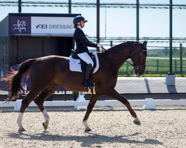 horse Ledon Attrup (Danish Warmblood, 2007, from Don Schufro)