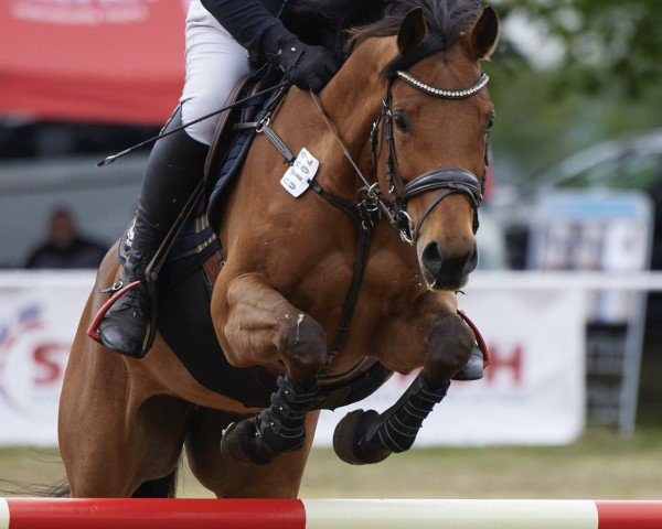 Cavallo da salto Little Cimba (Holsteiner, 2017, di Orlando van de Heffinck)