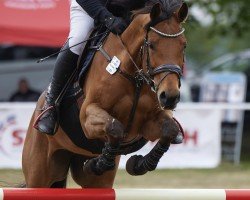 Springpferd Little Cimba (Holsteiner, 2017, von Orlando van de Heffinck)