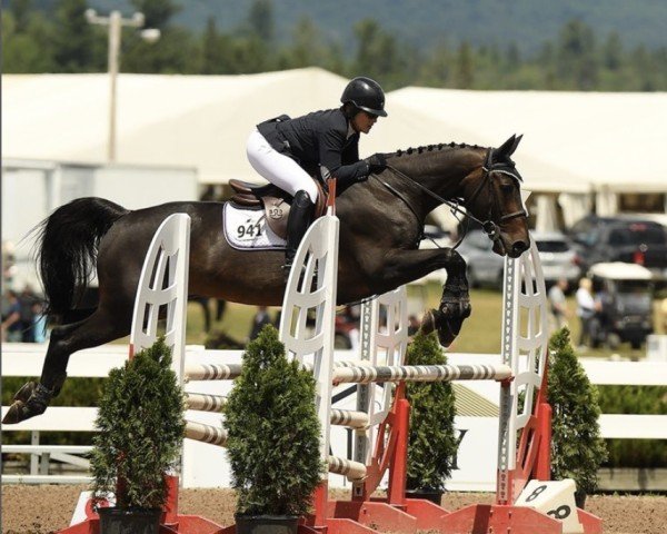 jumper Virtuoso de Talma (Selle Français, 2009, from Diamant de Semilly)