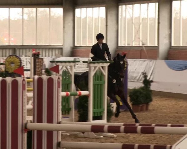 Hallen-Springturnier Greven 2014