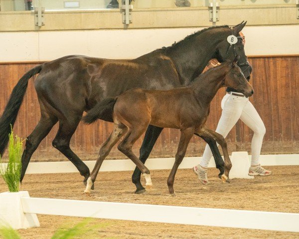 horse Firali (German Sport Horse, 2024, from For Dior)