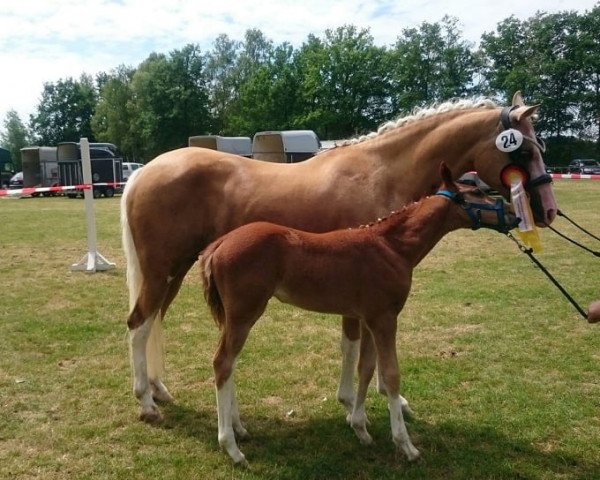 broodmare Elvira (Nederlands Welsh Ridepony,  , from Le Matsjo)
