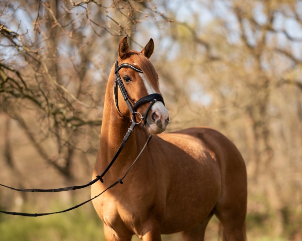 horse Collin Cooper (German Riding Pony, 2020, from Cooper County WE)