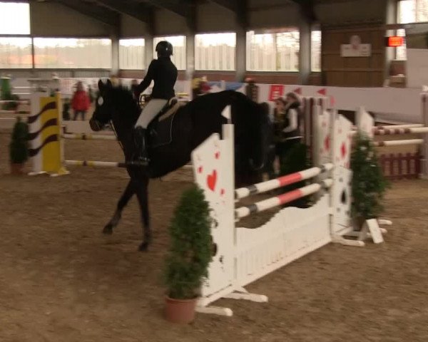 Hallen-Springturnier Greven 2014