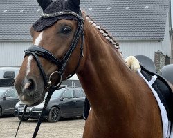 Dressurpferd Fleur Rouge Ph (Rheinländer, 2015, von Fashion Maker)