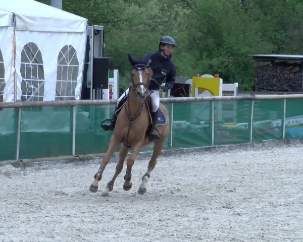 Reitturnier Schüpfheim 2025