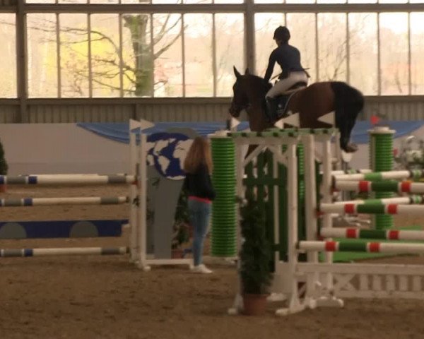 Hallen-Springturnier Greven 2014