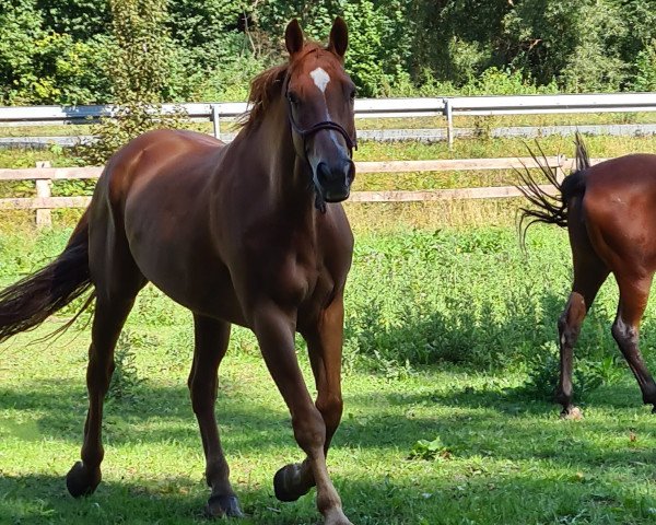 horse Fürst Renaldo (Westphalian, 2008, from Fürst Piccolo)