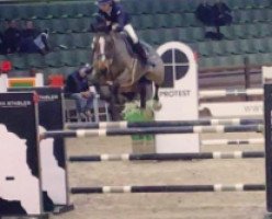Springpferd Luka - S (Belgisches Warmblut, 2011, von Numero Uno)