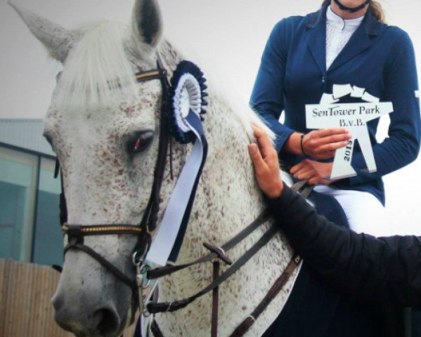 horse Zillion (Oldenburg, 1999, from Zapateado 128 FIN)