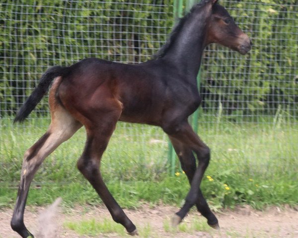 broodmare Edoma's Freya (Russian Trakehner, 2021, from Freiherr von Stein)