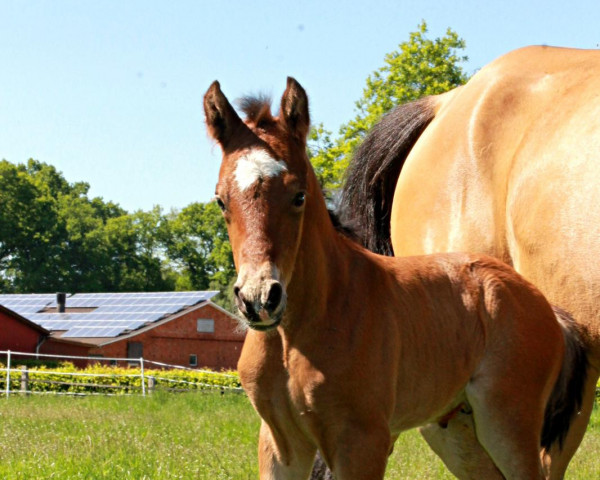 Deckhengst Next Level (Deutsches Reitpony, 2021, von FS Next Diamond)