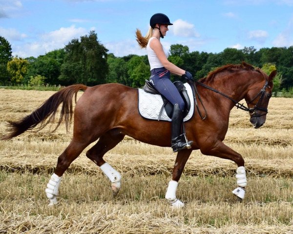 Dressurpferd Fidibus K (Westfale, 2011, von Fürst Piccolo)