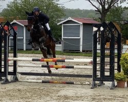 jumper Grady Gosheven (Hanoverian, 2015, from Gem of India)