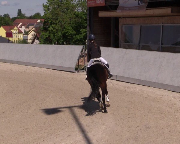 Reitturnier Zwickau 2025