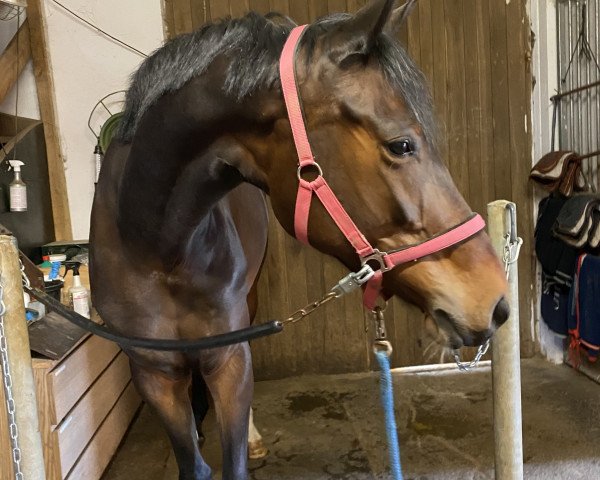 Springpferd Balouna HK (Oldenburger Springpferd, 2016, von Balou du Rouet)