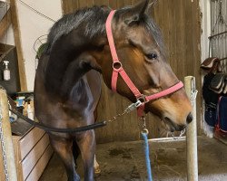 jumper Balouna HK (Oldenburg show jumper, 2016, from Balou du Rouet)