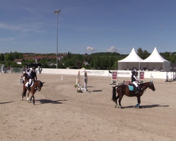 Reitturnier Zwickau 2025