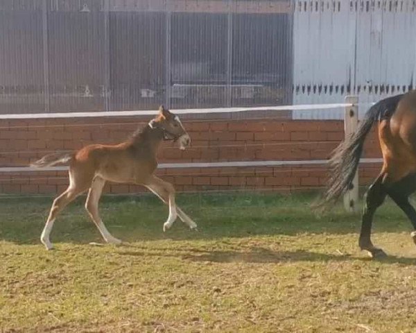 Pferd Pandorro (Deutsches Reitpferd, 2021, von Perpignon)
