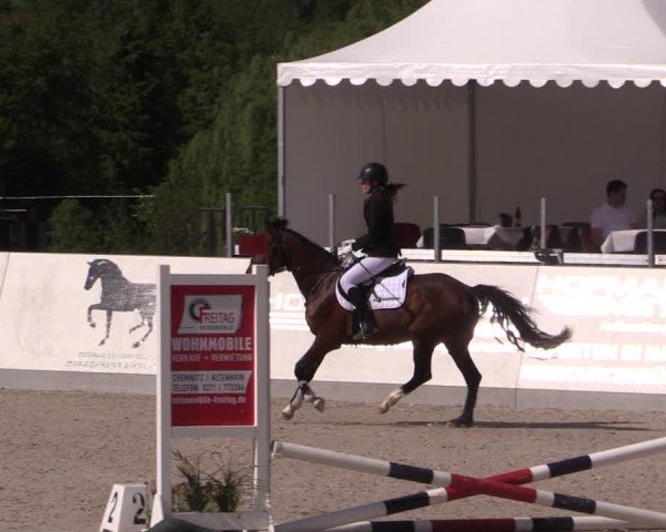 Reitturnier Zwickau 2025