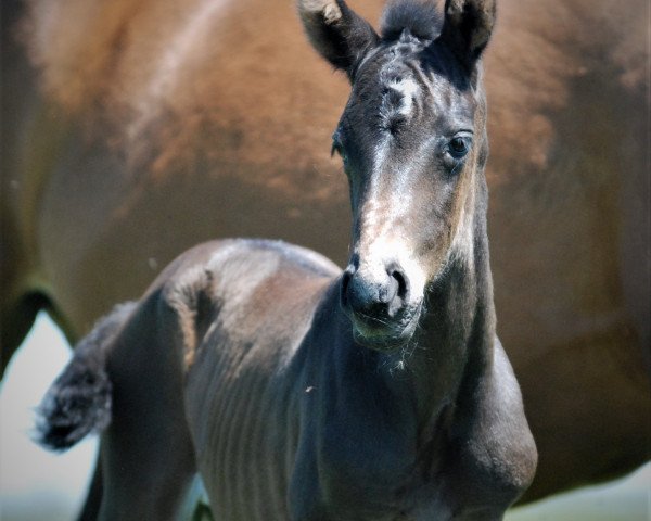 horse Fay (Czech Warmblood, 2021, from Faustinus)