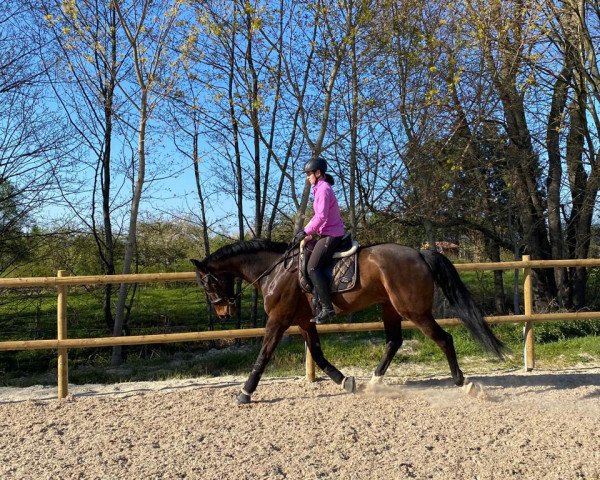 dressage horse Dr. Brown W (Württemberger, 2013, from Demetrius)