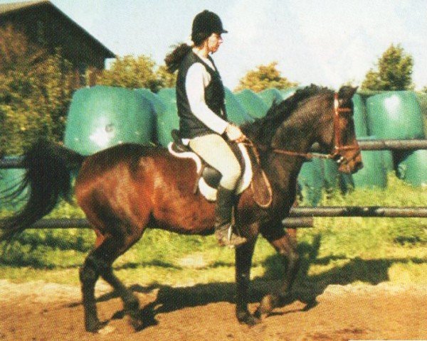 Pferd O´Samur (Shagya-Araber, 1996, von O'Bedu)