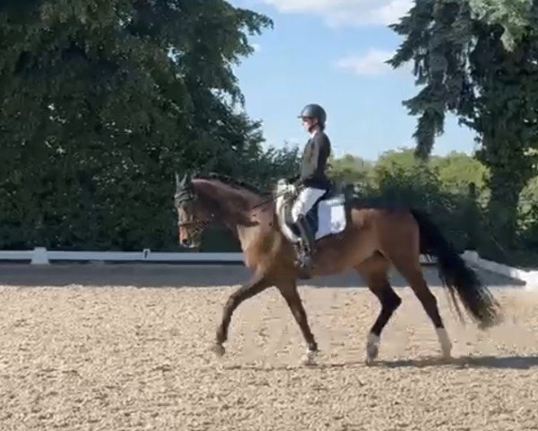 Klacz hodowlana Sternentänzerin (Wirtemberski, 2009, od Sir Alfred)