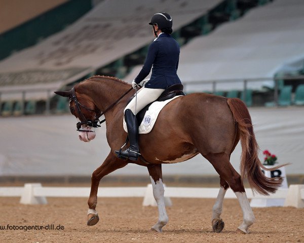 dressage horse Quotenprinz (Westphalian, 2013, from Quotenkoenig 2)