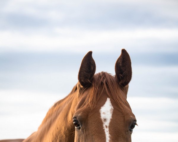 jumper Fayette K (Holsteiner, 2013, from Chin Champ)