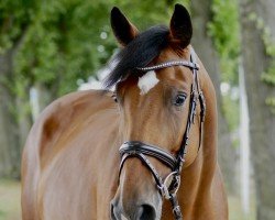 jumper Bardolino 49 (Westphalian, 2019, from Balounito)
